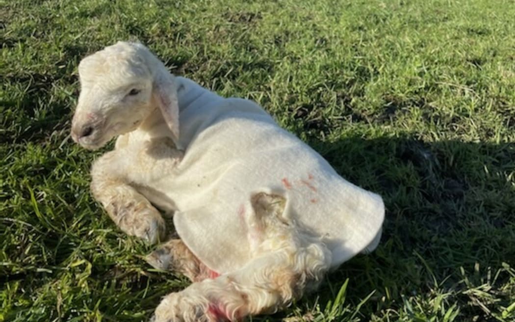 Sheep and beef farmer Dean Rabbidge, in Glenham, has been busy putting woollen covers on lambs in the firing line of cold winds on 5 September, 2022.