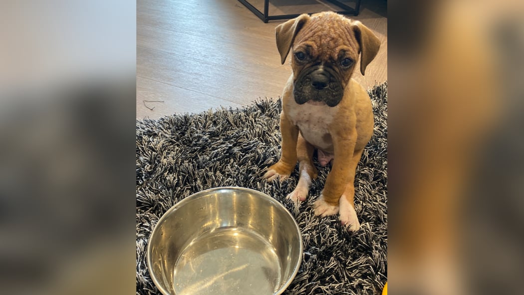 Boxer puppy Loki was put down soon after being bought from a breeder, over a suspected congenital issue.