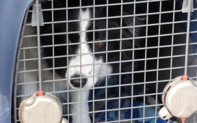Pet carrier