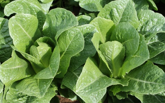 Lettuce