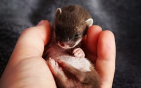 Dr Andrew Veale's baby stoat