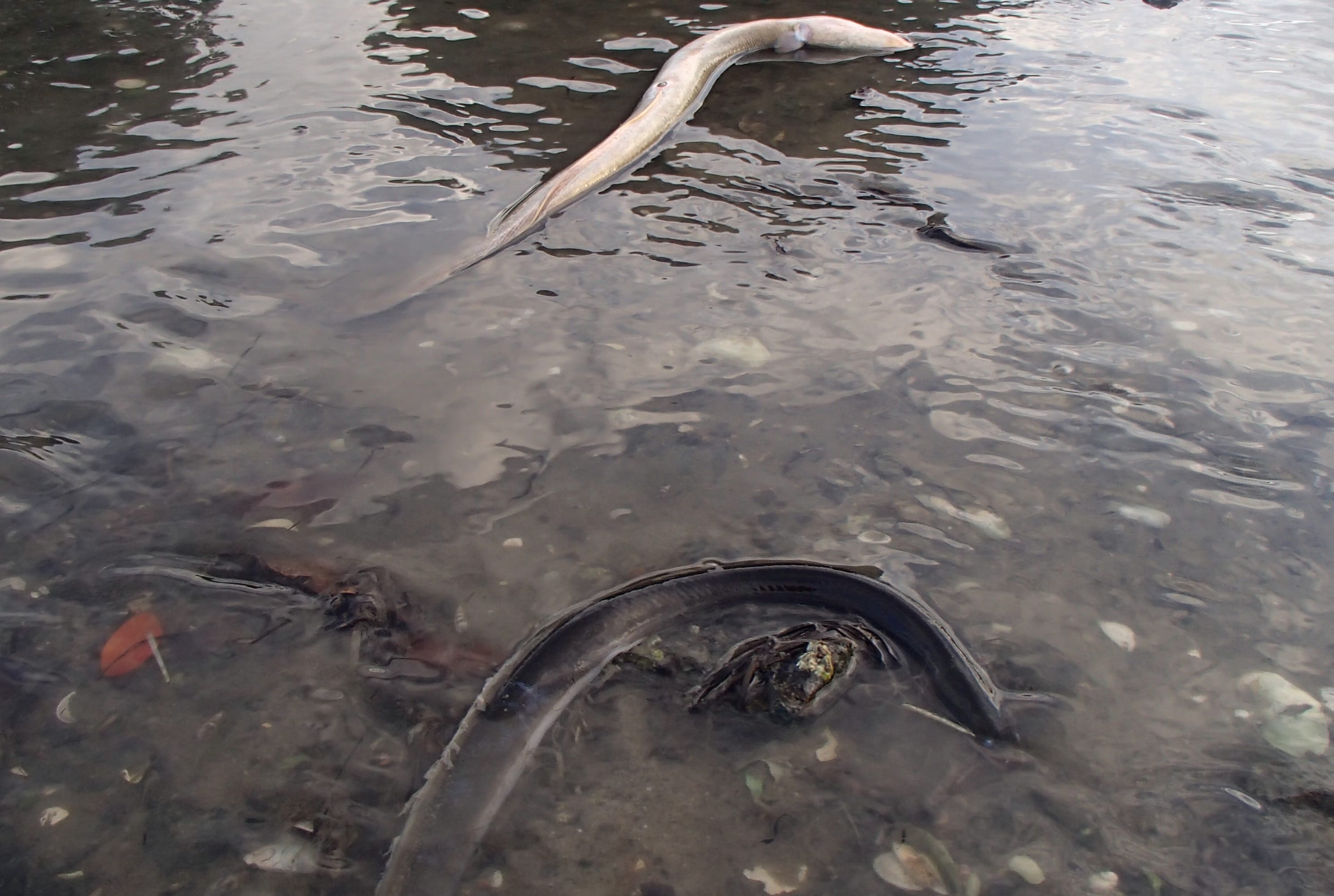 Dozens of dead or distressed eels were found at an outlet near Tauranga's Memorial Park.