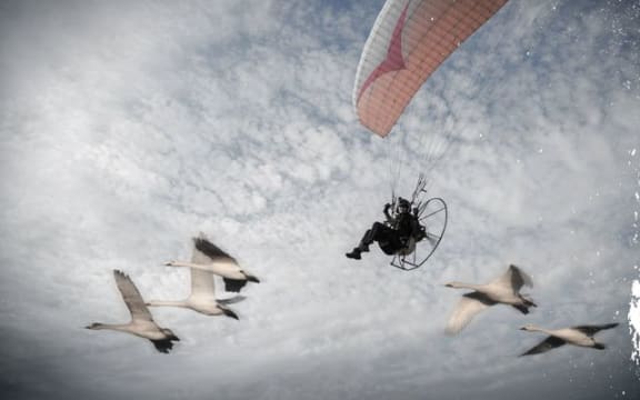 Sacha Dench and swans