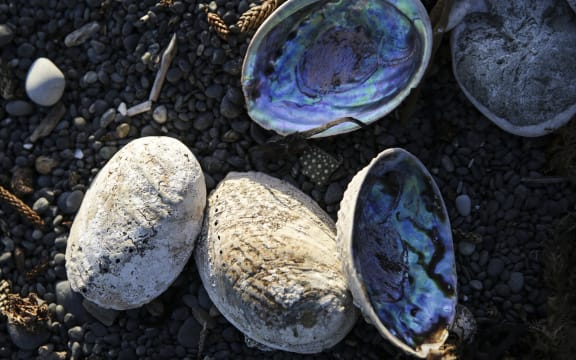 A pile of paua on the beach.