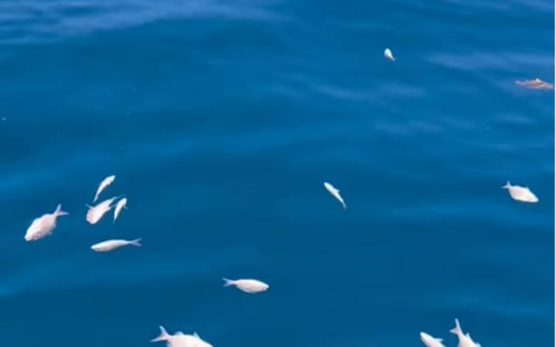Fisheries NZ investigating report of illegal fish dumping | RNZ