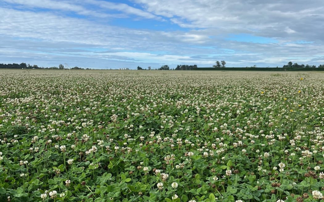 A field of clover that's gone to seed.