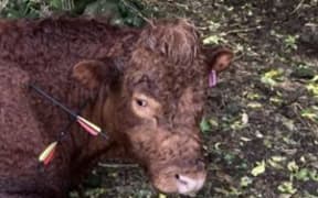 Bull injured by arrows fired by 2 offenders