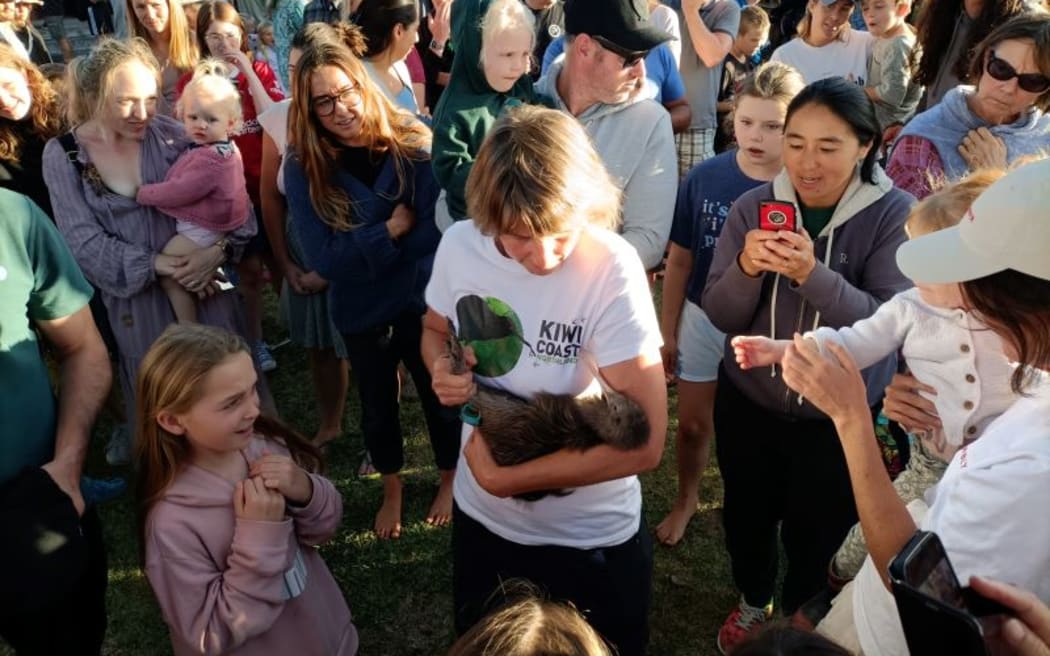 One of three kiwi released yesterday at Matapouri, in Northland.