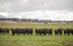 Cattle stand in a farm paddock.