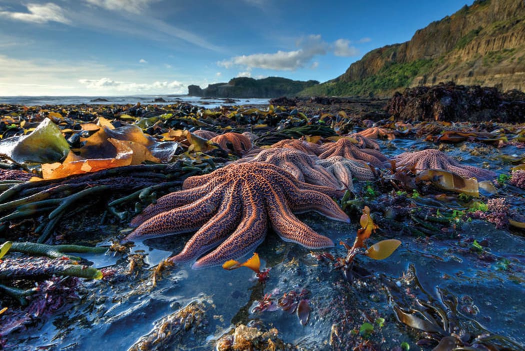 Sea stars