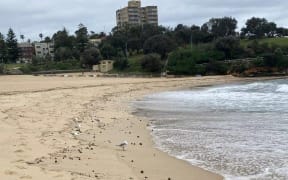 Black ball-shaped debris washed ashore on Sydney beaches this week.