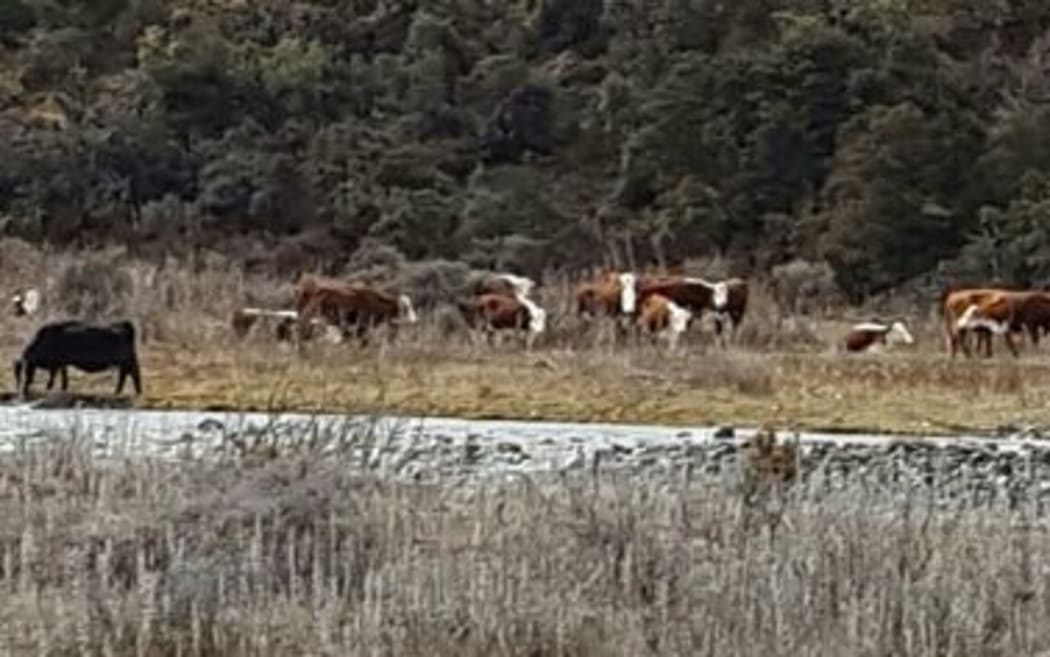 Cows near the Hurunui River in Canterbury.