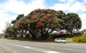 The six threatened pōhutukawa trees opposite the Museum of Transport and Technology in Western Springs to widen Great North Road.