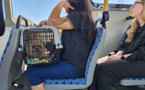 Small pets will need to be in a carrier that fits on passengers' laps or under the seat in front of them, while small dogs can be on a lead with a basket-type muzzle.