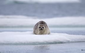 A ringed seal at rest on ice on Barter Island, Alaska