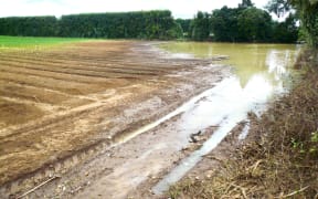 Receding flooding reveals the extent of some of the crop loss around Pukekohe
