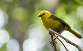 Mohua or yellowhead