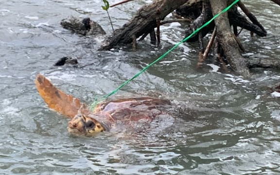 A female turtle about 25-30 years-old bound in rope in the Koutio mangrove swamp in Dumbéa New Caledonia.