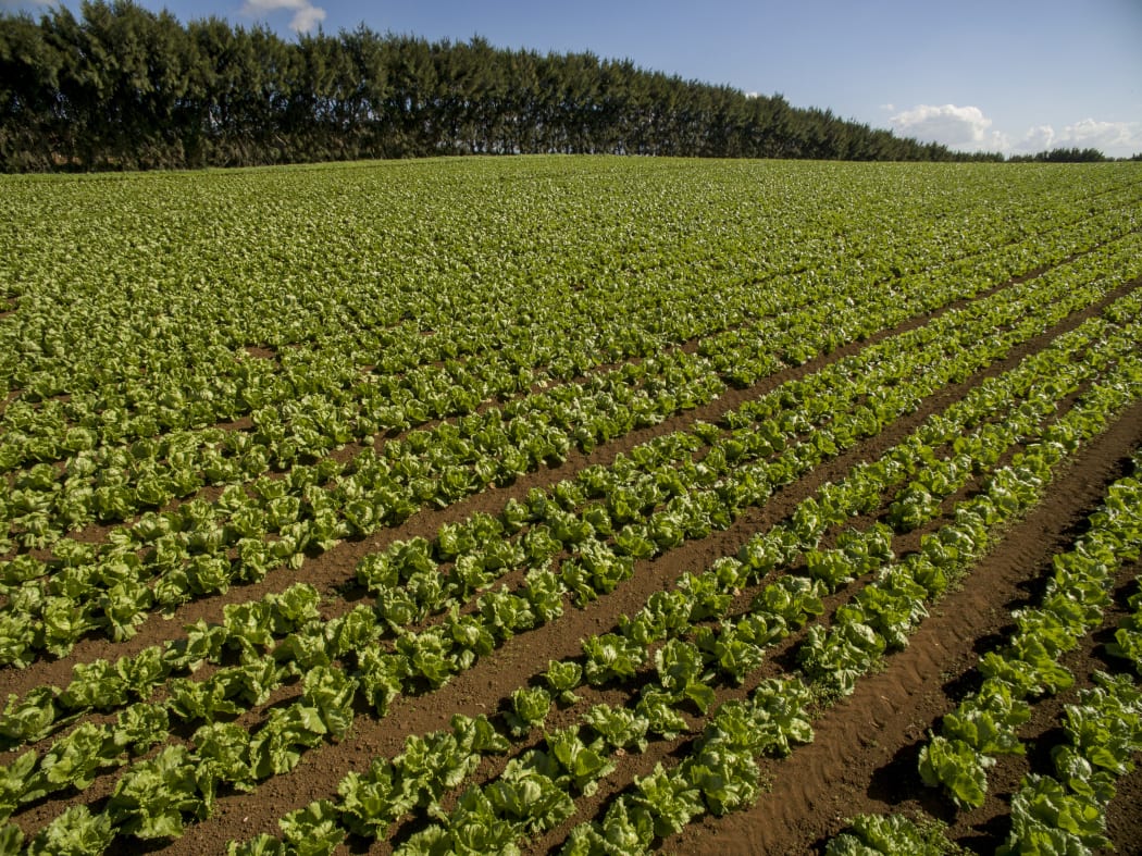 Lettuce crops being grown in market gardens in Pukekohe.