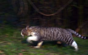 Feral cat running