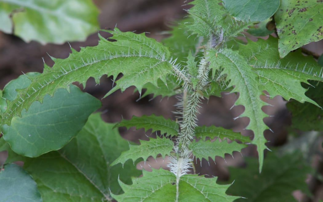 Ongaonga or New Zealand tree nettle is covered in spines that deliver a painful sting when someone brushes against them.