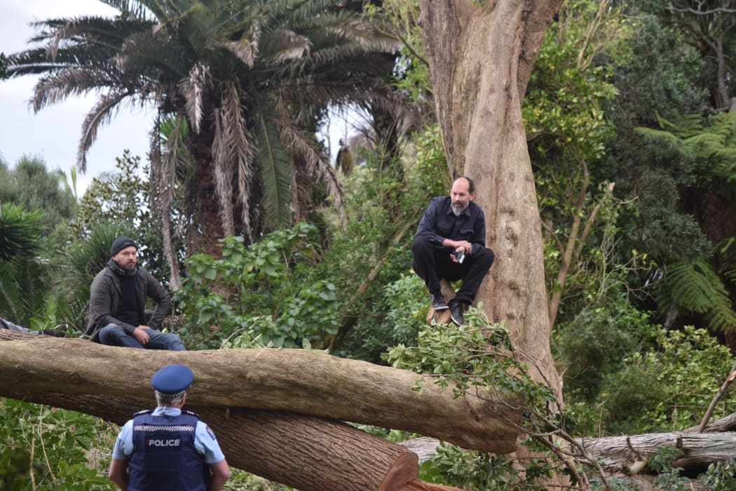 Green Party candidate Steve Abel scaled a tree in protest at the felling of native trees in Avondale.
