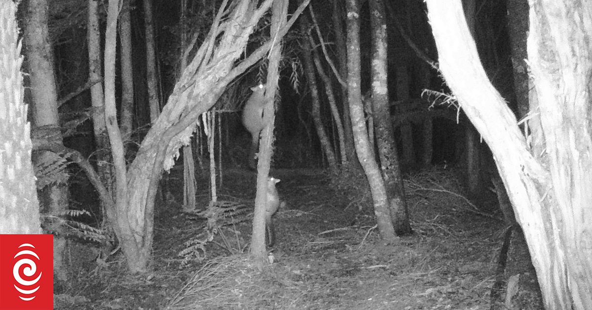 'Reinvasion is inevitable': Joy over zero possums in Wainuiomata short-lived