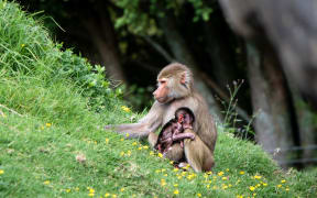 Auckland Zoo's new Hamadryas baboon.