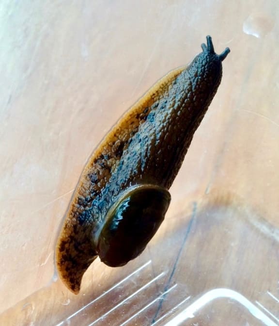 The Paua Slug