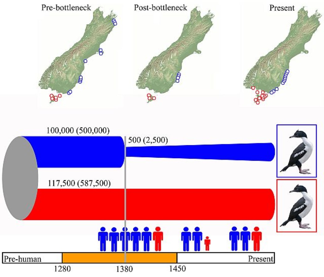 Diagram showing the demographic history of the Stewart Island shag (Leucocarbo chalconotus) populations in relation to Polynesian/Māori demographic history.