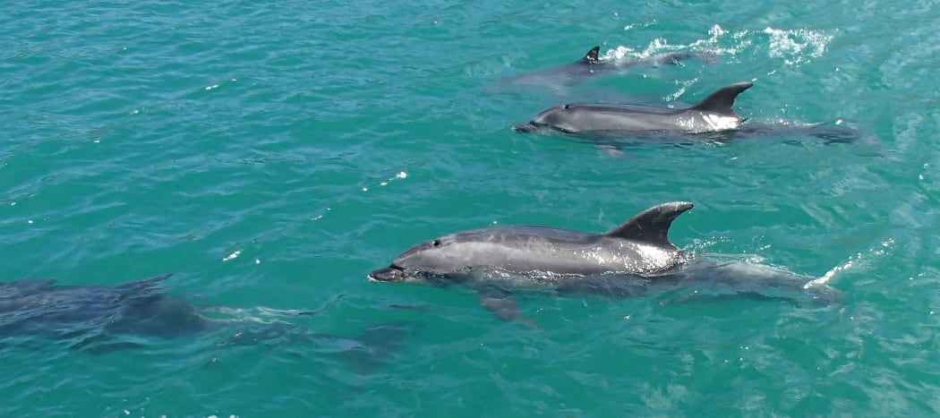 Bottlenose dolphins in the Hauraki Gulf