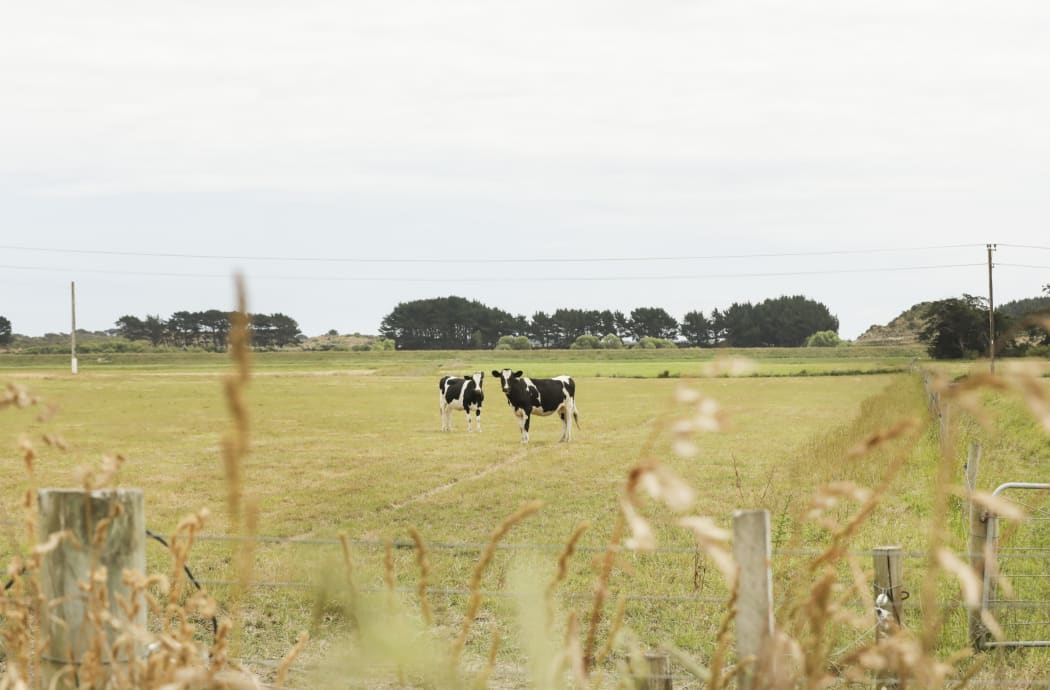 Dry land and cows, parched land in central North Island.