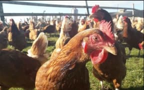 The huge flock of hens acquired by mistake.