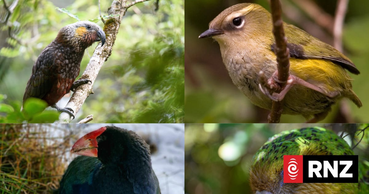 'Manufestos and wings': The new twist in this month's Bird of the Year competition
