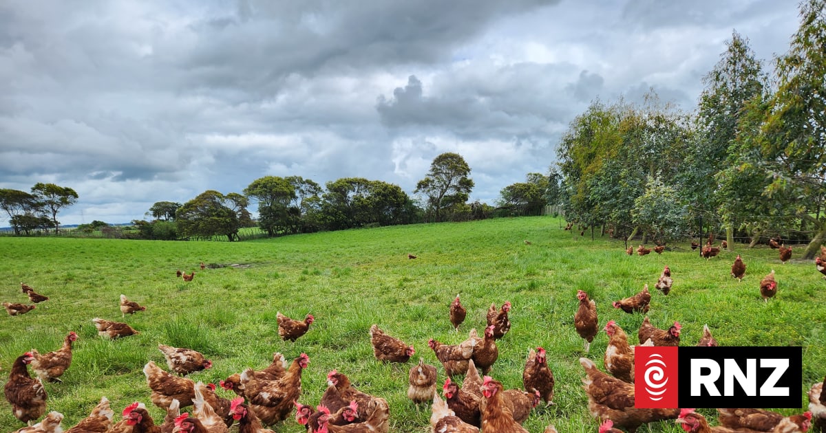 Free-range hens likely to go in and out of lockdown as bird flu cases continue to emerge