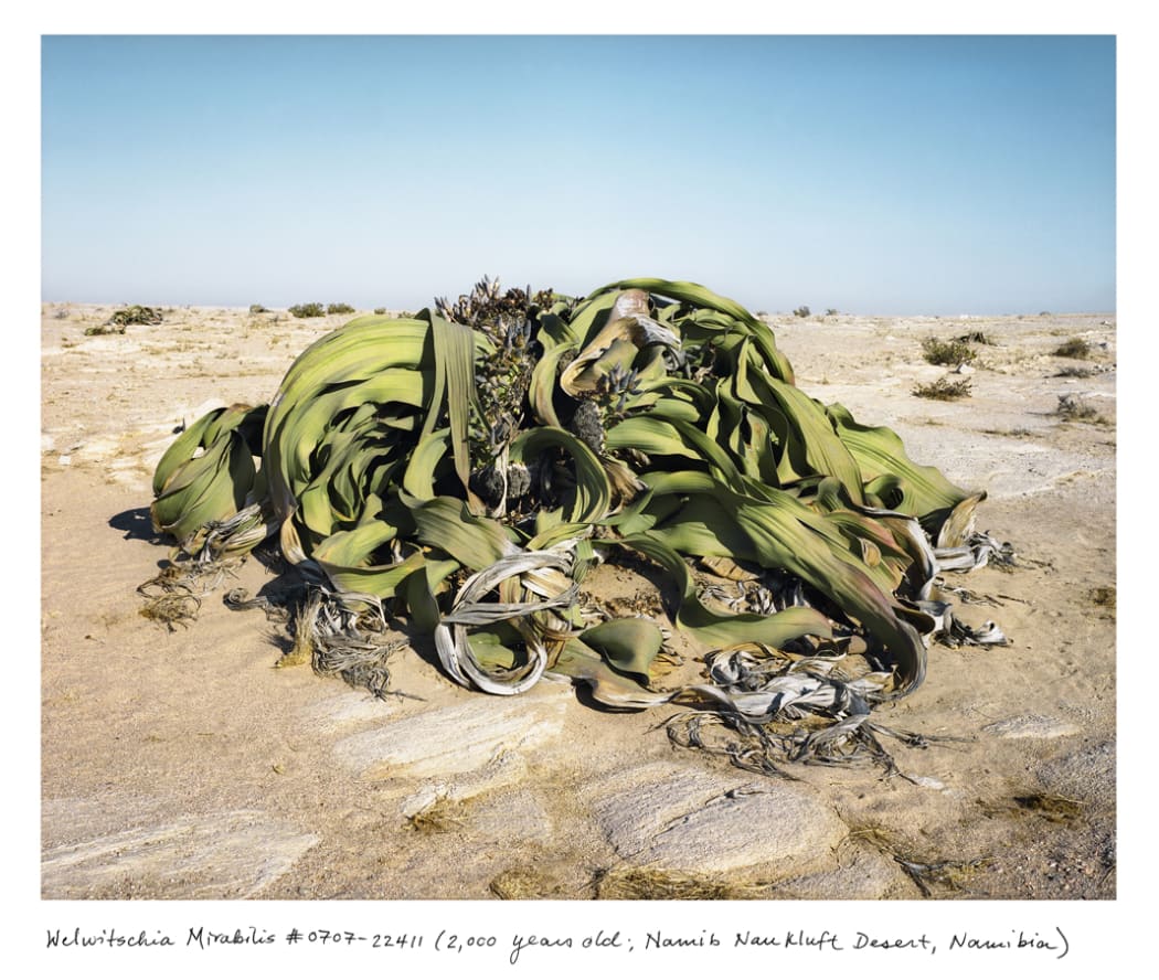 The 2000-year-old Welwitschia mirabilis, found in the Namib-Naukluft desert, produces only two leaves in its lifetime.