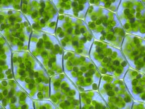 Chloroplasts, visible in the cells of Plagiomnium affine or the many-fruited thyme moss, carry out photosynthesis.