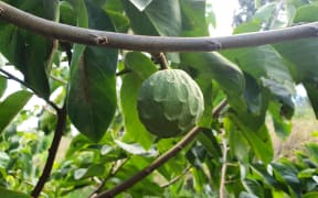 Cherimoya
