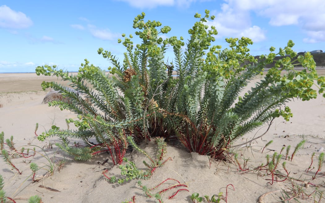The invasive sea spurge plant showing the flowers and seedlings.