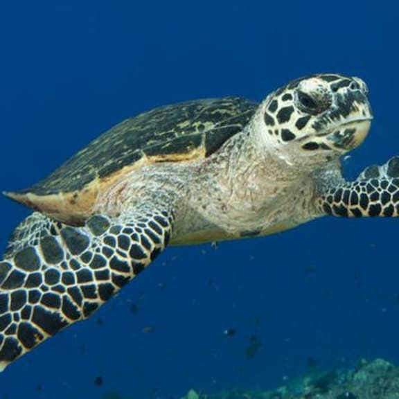 Hawksbill sea turtle