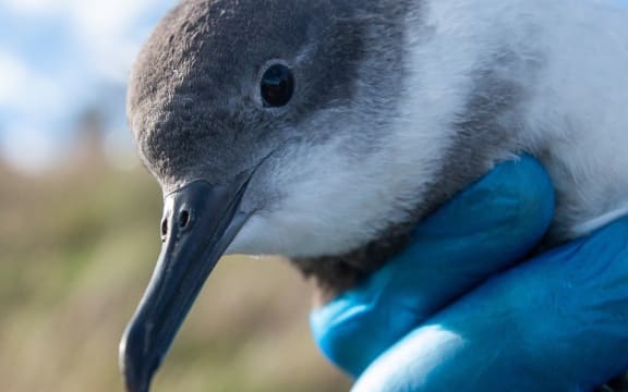 Artificial light is just one of many threats faced by Kaikōura's Hutton's shearwater birds / tītī.