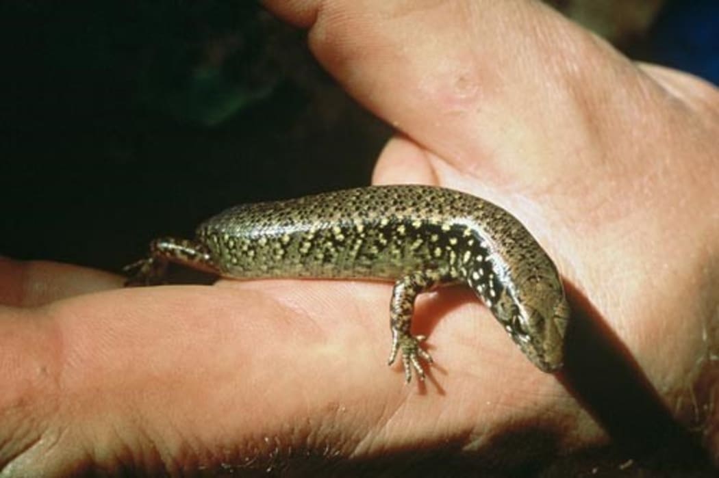 Whittakers Skink