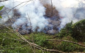 The lava flow emanating from the Kīlauea volcano in Hawaii moving through thick vegetation near the Pahoa cemetery.