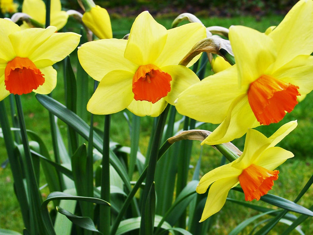 Symbolic Welsh flower, the daffodil