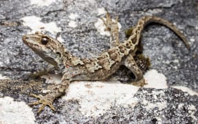 A new gecko species, Mt Alba, Mount Aspiring National Park.