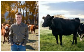 Young man stands in field with cows alongside second image of black cow wearing tech collar