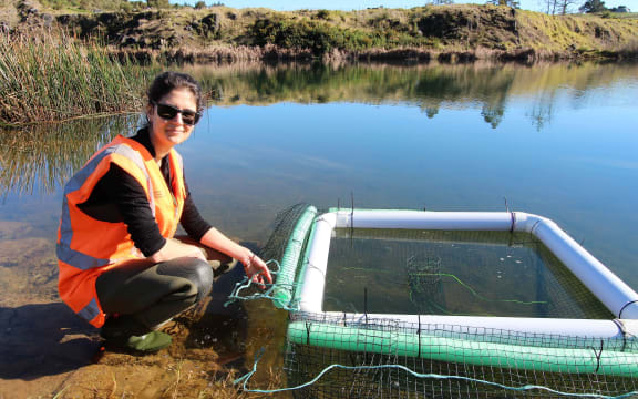 Northland Regional Council's 'Tricky TurtleTrap'.