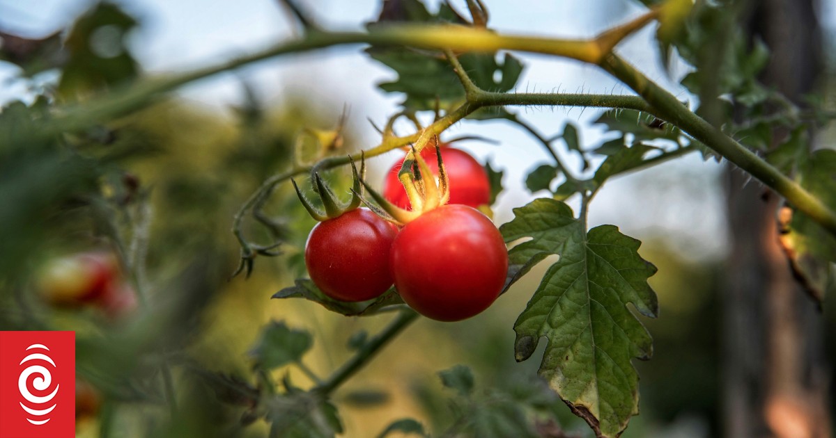 How to keep your garden alive during Wellington's water restrictions - Vimarsana News