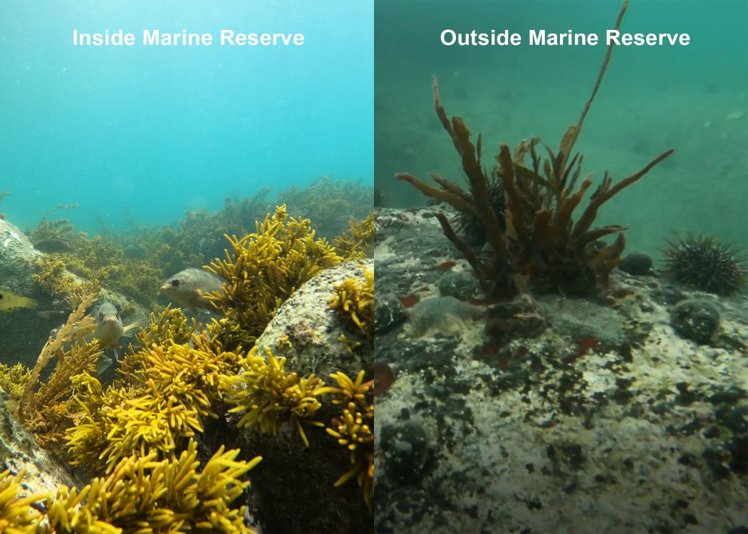 Tonga Island Marine Reserve, on the coast of the Abel Tasman National Park in Tasman Bay. The reserve was formed in 1993 and covers an area of 1835 hectares.