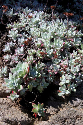 Dudleya farinosa
